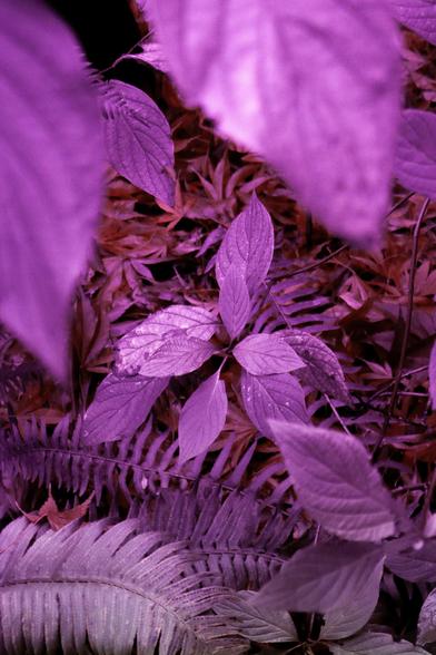 Photo of leaves and bushes, with a purple colour error tint.