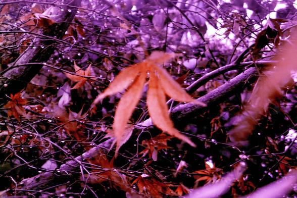 Out of focus photo of leaves, with a purple colour error tint.