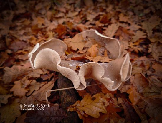 Older fruit body specimen of fungus Clitocybe nebularis, total view, mixed forest, Saarland/Germany, © Stefan F. Wirth, November 2025