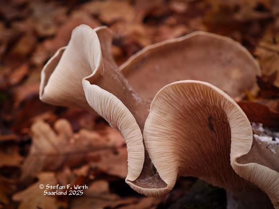 Older fruit body specimen of fungus Clitocybe nebularis, detail, mixed forest, Saarland/Germany, © Stefan F. Wirth, November 2025