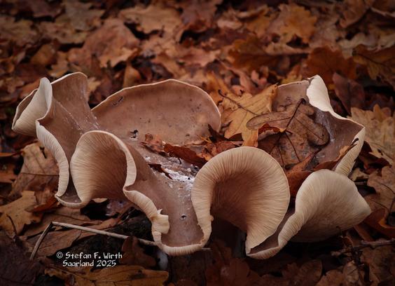 Older fruit body specimen of fungus Clitocybe nebularis, close-up, mixed forest, Saarland/Germany, © Stefan F. Wirth, November 2025