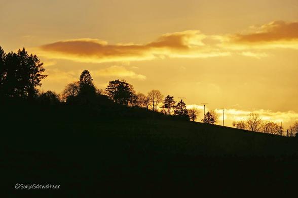 Die Umrisse der Blattlosen Bäume wirken wie ein Scheerenschnitt vor dem orangen Hintergrund des Sonnenunterganges.
