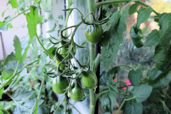 Ein Tomatenstrauch mit mehreren kleinen, unreifen, grünen Tomaten wächst an einem senkrechten Stab in einem geschützten Bereich, vermutlich auf einem Balkon oder hinter einer Glaswand. Die Tomaten hängen in einer dichten Traube und haben eine leicht ovale Form mit ausgeprägtem Blütenansatz. Die Pflanze trägt viele grüne, gezackte Blätter und hat einen kräftigen Stängel. Im Hintergrund sind weitere grüne Pflanzenteile sowie unscharfe Elemente eines Wohnraums oder Gartens sichtbar.