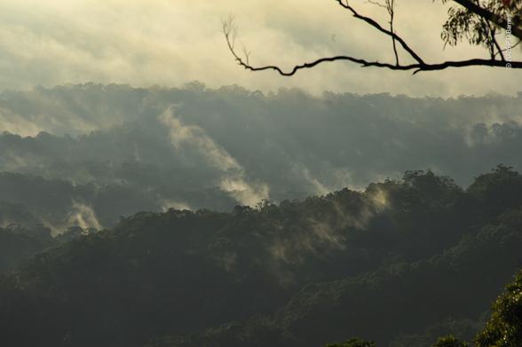 The forest looks like it's breathing as streamers of mist rise slowly from the ridges in diffuse early morning light.