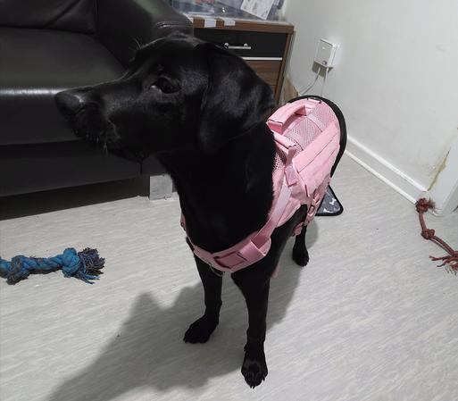 6 month old Labrador Retriever wearing a pink tactical harness