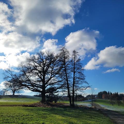 Zwei kahle Bäume im Sonnenlicht  auf der Wiese.viele weiße Wolken.