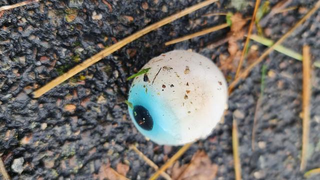 Augenball, nee Augapfel sagt man, liegt auf dem geteerten Boden, welke blatt- und pflanzenteile drumrum. Das auge scheint aus weichgummi, vielleicht von halloween übriggeblieben.
