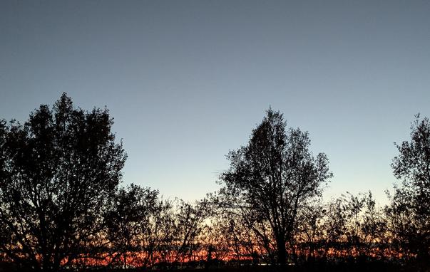 L'immagine mostra un paesaggio al tramonto, caratterizzato da alberi in silhouette contro un cielo sfumato.
Il cielo presenta una transizione cromatica, iniziando con un blu scuro o grigio-bluastro nella parte superiore, che sfuma gradualmente verso tonalità più chiare di azzurro, giallo, arancione e rosso intenso vicino all'orizzonte.
In primo piano, la vegetazione, composta da alberi e arbusti, è completamente oscurata, apparendo come sagome nere (silhouette) a causa della luce proveniente da dietro. Gli alberi variano in altezza e densità.