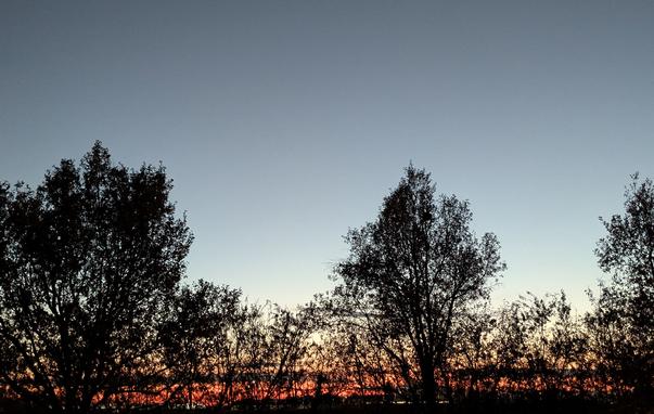 L'immagine mostra un paesaggio al tramonto, caratterizzato da alberi in silhouette contro un cielo sfumato.
Il cielo presenta una transizione cromatica, iniziando con un blu scuro o grigio-bluastro nella parte superiore, che sfuma gradualmente verso tonalità più chiare di azzurro, giallo, arancione e rosso intenso vicino all'orizzonte.
In primo piano, la vegetazione, composta da alberi e arbusti, è completamente oscurata, apparendo come sagome nere (silhouette) a causa della luce proveniente da dietro. Gli alberi variano in altezza e densità.