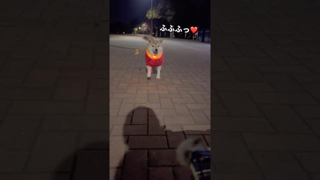 夜ンポでご機嫌🐶❤️#柴犬 #チワワ #shorts