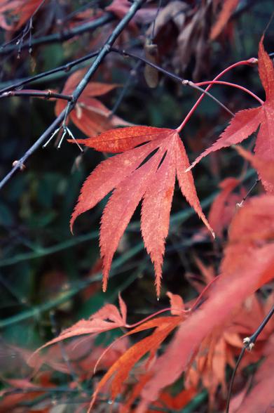 Photo of a red autumn leaf.
