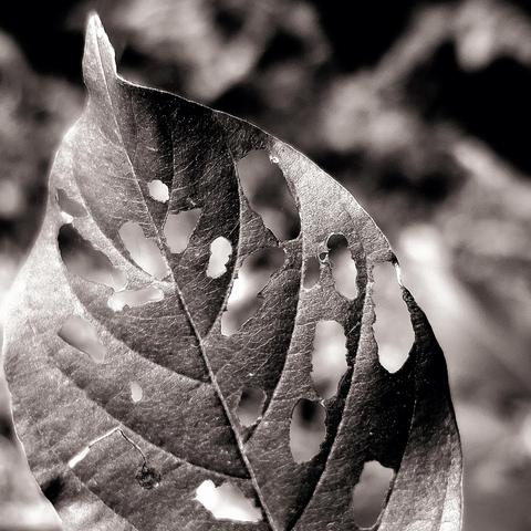 Macro shot of a beech leaf. Insects have cut holes of various sizes and shapes into it, through which you can see the blurred foliage in the background. The leaf has fine veins, and the traces of feeding are also clearly visible. The image is monochrome, in a sepia tone, which emphasises its transience.