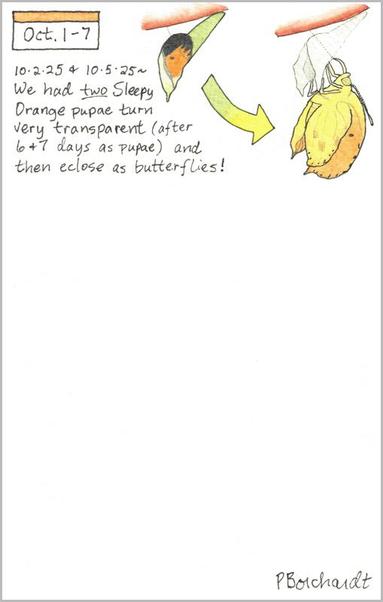 My 2025 Perpetual Journal watercolor and pen art of a Sleepy Orange chrysalis (pupa) and Butterfly, in Tucson, AZ.