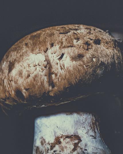 A close up image of a mushroom with a well developed brownish cap and white stem