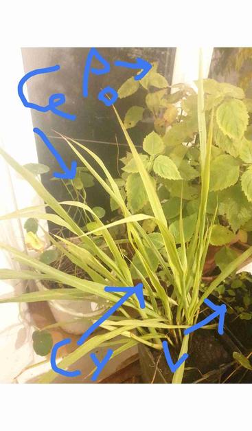 Centella asiatica
Pogostemon patchouli
Cymbopogon citratus
Lippia dulcis