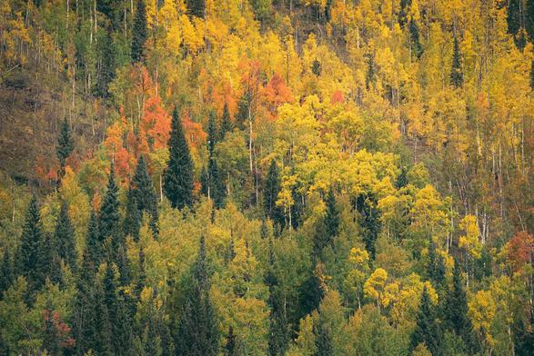 A mountainside forest in early autumn forming a loose pyramid of color, with dark evergreen spires rising through layered aspens that shift from green at the base to gold, orange, and hints of red toward the apex, white trunks tracing fine vertical lines.