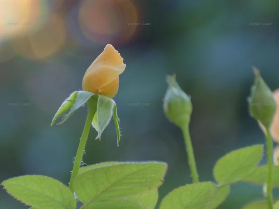 Rose, closeup, color, photo
