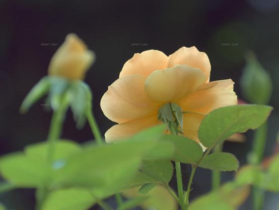 Rose, closeup, color, photo