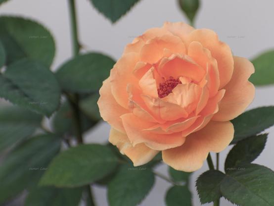 Rose, closeup, color, photo