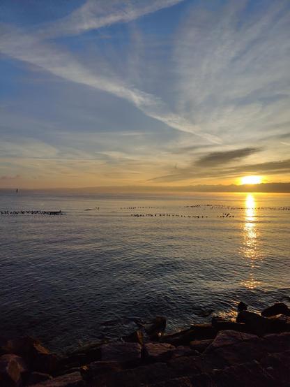 Blick von Romanshorn Hafen Richtung Osten über den Bodensee, goldeme Morgensonne rechts über den Bergen, hohe Schleierwolken, das andere Ufer ist im Dunst zu sehen, links die Leuchtturmdalbe, davor ein lang gestreckter Schwarm bis nach rechts auf dem Wasser, kein Wellengang, blau-silbrig-goldenes Wasser, im Vordergrund Steinblöcke der Uferbefestigung