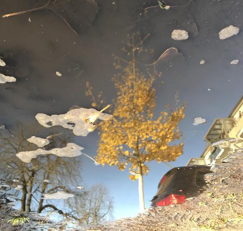 Color image in portrait orientation. A yellow tree is reflected in a puddle. The image has been inverted so the reflected tree is oriented as normal.