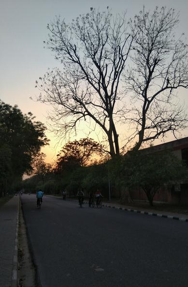 Cyclists ride along a quiet, tree-lined road at dusk. A large silhouetted tree stands prominently against the orange and blue.