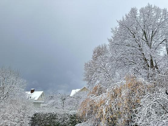 Trees in a garden covered in snow. A hedge has green leaves showing through, and one of the trees has orange autumn leaves showing.