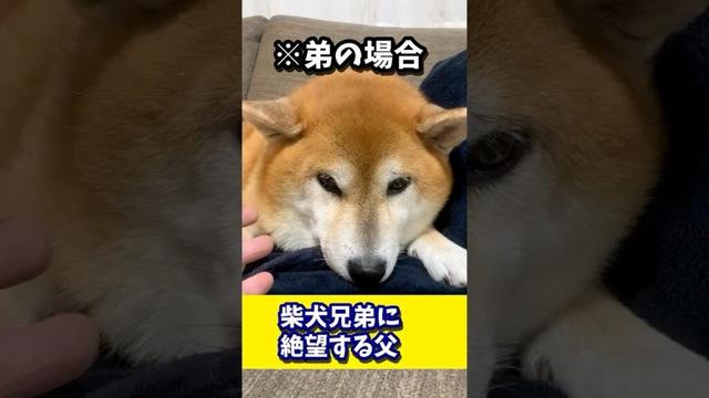 柴犬兄弟に絶望する父 #shibadog #柴犬 #sibainu  #犬のいる生活 #shorts