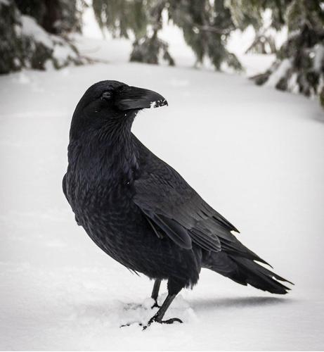 A raven stands in the snow. A photo by Julia Jeworrek.