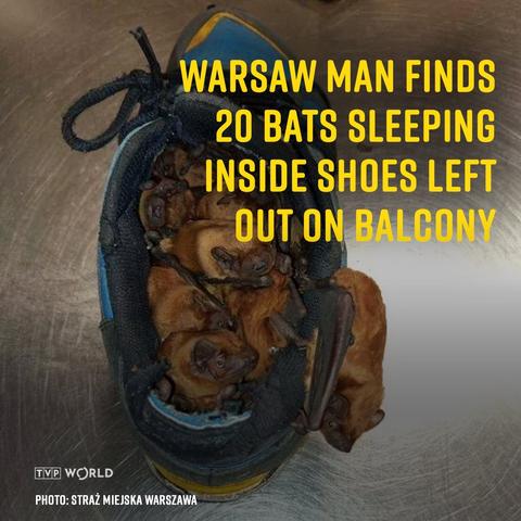 A blue sports shoe packed with brown bats tucked together