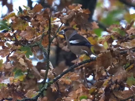 Appelvink - Coccothraustes coccothraustes - zit op een takje tussen dorre bladeren van een eik. De bruine herfstkleur van de bladeren past goed bij het verenkleed van de vogel en ook de witte veren op de vleugel en staart dragen bij aan de camouflage want het lijkt net alsof daar licht tussen de bladeren door schijnt.