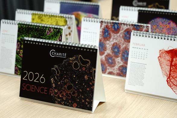 Foto von mehreren Tischkalendern. Der vorderste hat das Titelbild aufgeschlagen ("SCIENCE ROCKS 2026") mit einem Leberorganoid. Die Kalender dahinter haben andere Monatsblätter aufgeschlagen mit unterschiedlichen Aufnahmen aus der Forschung © Charité | Maren Minow