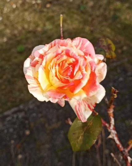 Foto. Letzte weiß-rot-gelbliche Rosenblüte im gelben Mittagssonnenblinzeln.