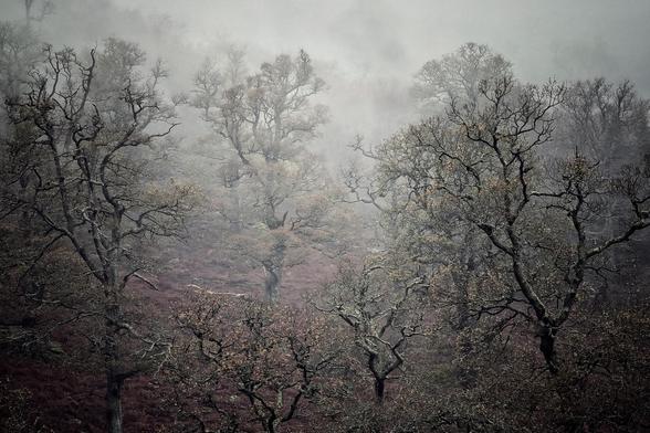 A high-contrast photograph of a dense, bare deciduous forest shrouded in heavy grey mist or fog. The dark, gnarled branches of the trees dominate the frame, silhouetted against the bright, hazy background. The ground is covered in dark reddish-brown bracken or undergrowth, adding a touch of warm colour beneath the cool tones of the mist and wood. The overall mood is dramatic, mysterious, and cold.
