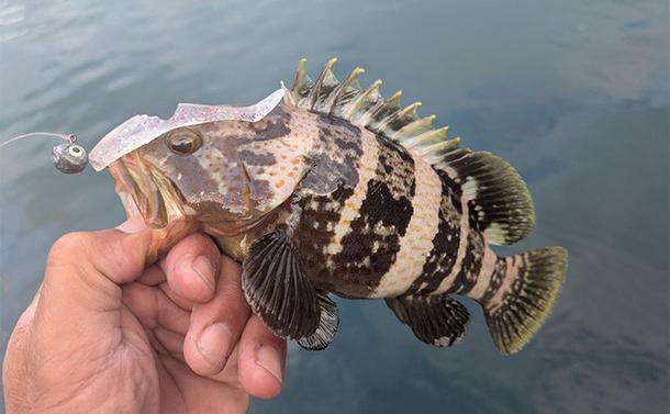 日中の漁港でエギング&ロックゲーム!【福井】アオリイカとアオハタ連発で好機到来