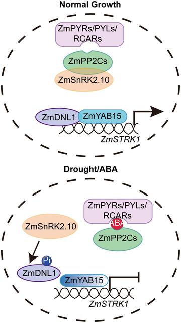 Diagram illustrating that, in maize, the kinase ZmSnRK2.10 phosphorylates the regulator ZmDNL1, disrupting its enhancement of the drought-suppressing transcription factor ZmYAB15, thus minimizing water loss and improving survival during drought.