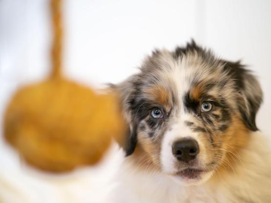 Picture of a dog looking at a ball on a string in front of him.