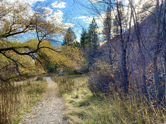 A trail descends beneath a tree with bright gold foliage, the trees on the right at the base of a steep slope are bare. The grass is a mix of green and brown. Ahead, the trail winds through evergreen trees. In the distance is the top of a silhouetted mountain. The sky is partly cloudy.