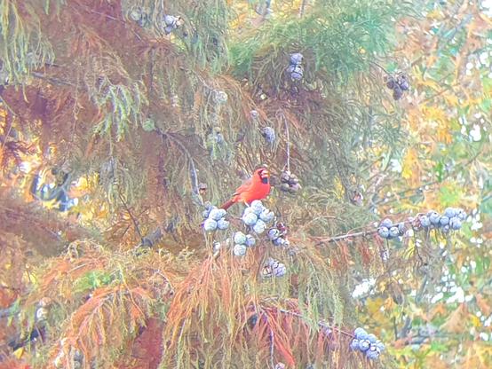 male Northern Cardinal perching on tree