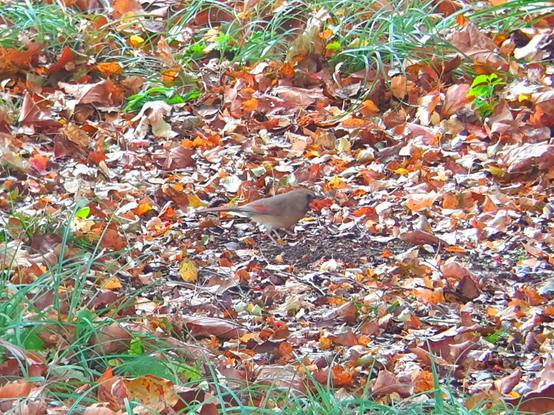 female Northern Cardinal