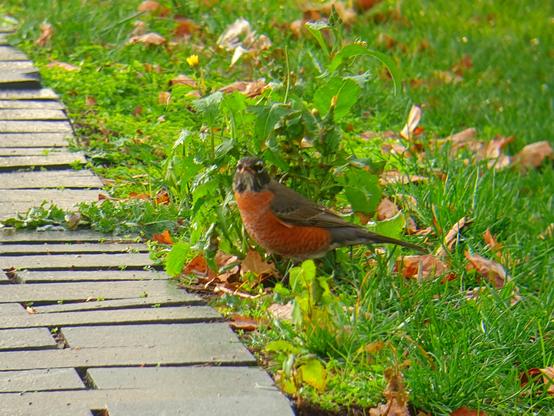 American Robin