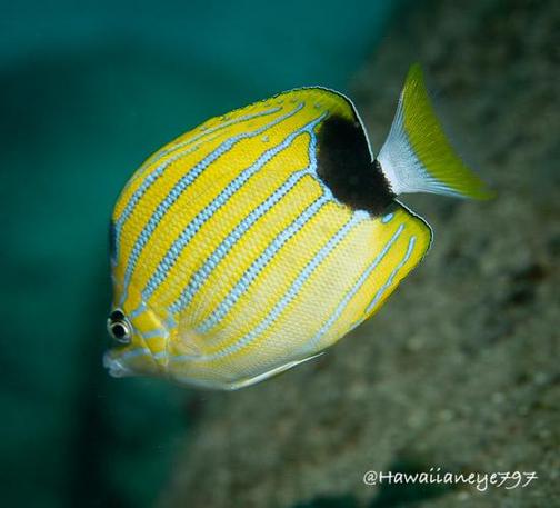 An oval yellow fish swimming over a reef. It has white diagonal stripes with blue borders and a black spot on its tail.