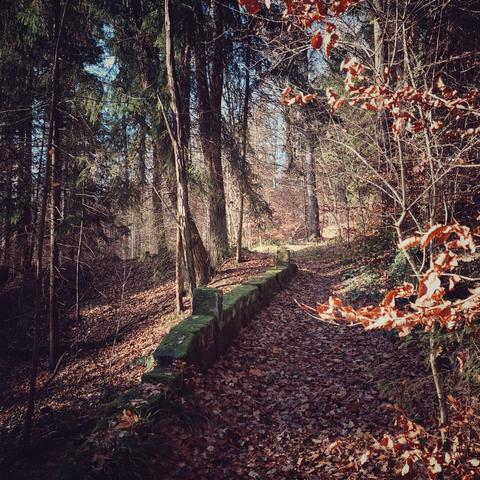 Laubbedeckter Weg durch einen lichten Wald.