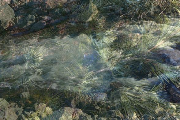 An abstract photo, dreamy looking. Faintly visible, pine branches with soft needles, layered over a milky looking band of foamy rushing water. The river bed is covered with rocks.