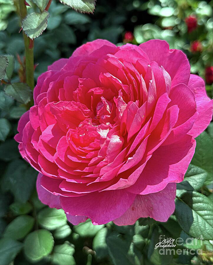 Magenta Pink Rose in Bloom