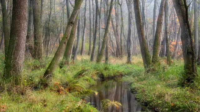 Bachlauf im Erlengrund.