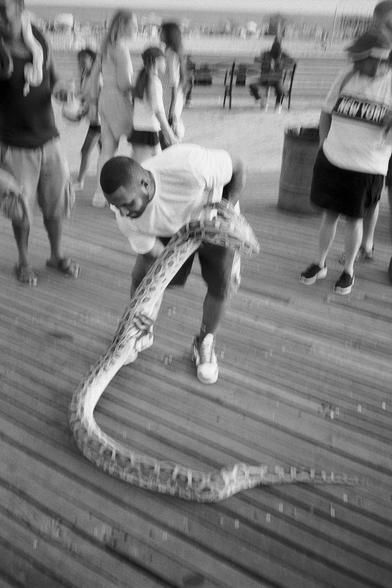 snake handler picking up heavy looking python on coney island boardwalk