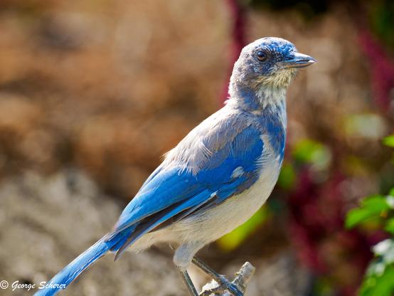 Close-up of a California Scrub Jay, with white belly, blue wings, and gray back, seen in profile facing to the right. The bird is standing on the end of a barely visible branch. The background is out of focus tan and green foliage.