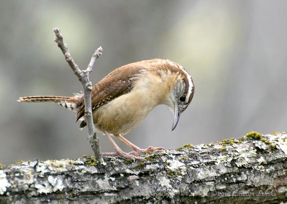 Carolina Wren