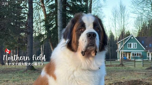 暖冬？それともラニーニャ？【超大型犬とカナダで田舎暮らし】